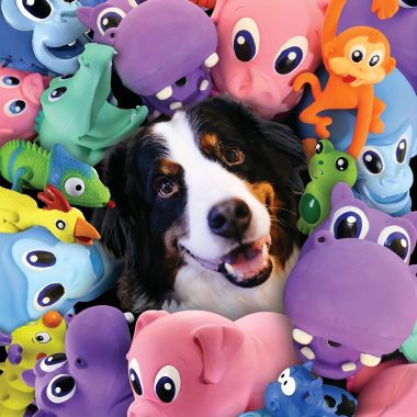 Pet Toys